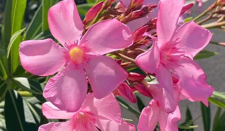The beautiful but dangerous 'Aralipoo': How poisonous are oleander flowers? - Vimarsana News